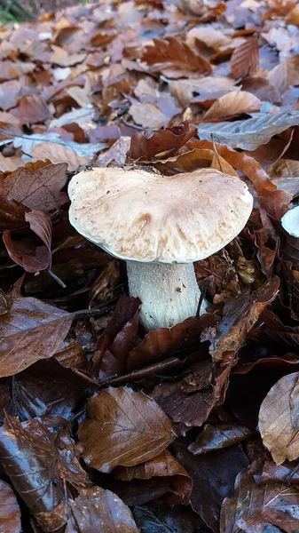 非常棒的 Porcino 蘑菇标本科学名称Boletus Edulis 因其肉类的质量而备受追捧和赞赏 — 图库照片