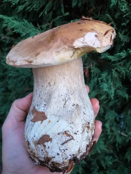 Splendid Specimen Porcino Mushroom Scientific Name Boletus Edulis Highly Sought — Stock Photo, Image