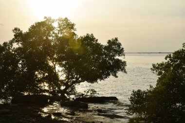 Kumsaldaki ağaç ve Tayland 'da gün batımında deniz manzarası 