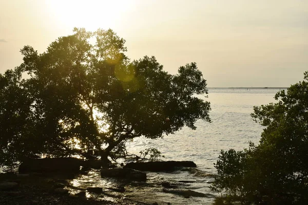 Drzewo Plaży Krajobraz Morza Zachodzie Słońca Tajlandii — Zdjęcie stockowe