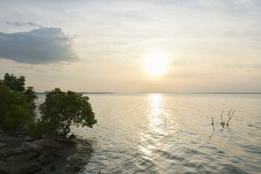 Kumsaldaki ağaç ve Tayland 'da gün batımında deniz manzarası 