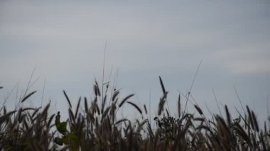 Tayland 'daki dağlarda esen rüzgardan akan çimen çiçeği.