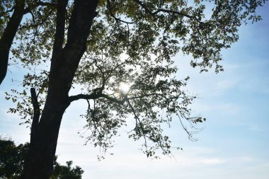 Gün batımında ağaç manzarası Tayland 'da dağda