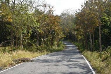 perspektif yerel yol Tayland ormanında