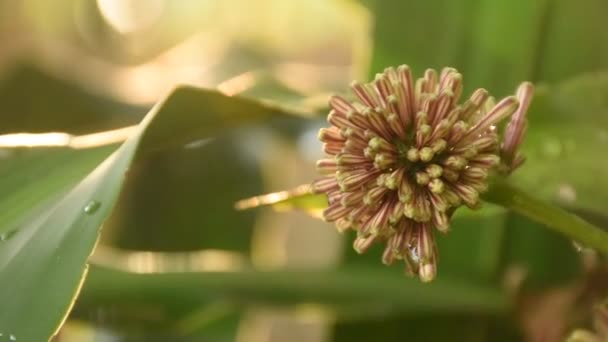 Cape Good Hope Dracaena Flower Blooming Branch Garden — Stock video
