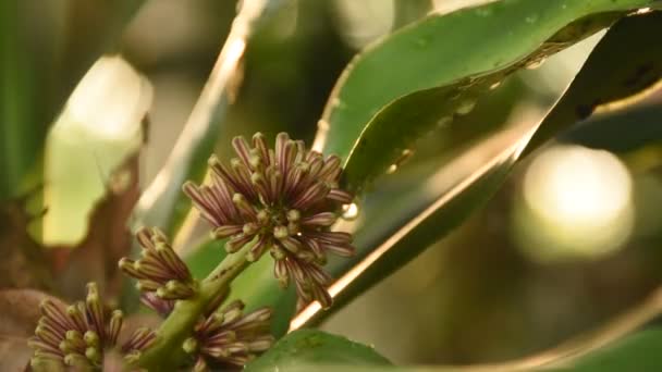 Мис Доброї Надії Або Квітка Драцени Розквітає Гілці Саду — стокове відео