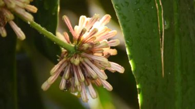 cape of good hope or Dracaena flower blooming on branch in garden