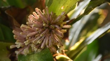 cape of good hope or Dracaena flower blooming on branch in garden