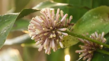 cape of good hope or Dracaena flower blooming on branch in garden