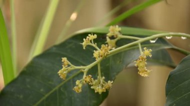 Mango çiçeği ağaçların tepesinde açar ve yazın bahçede meyve olması için yağmurun yağmasını bekler