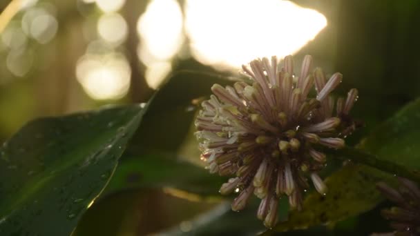 Cape Good Hope Dracaena Flower Blooming Branch Garden — Vídeo de Stock