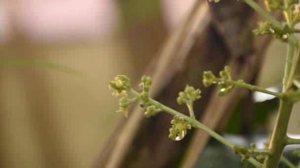 Kwiat Mango Kwitną Wierzchołku Drzewa Czeka Deszcz Wzrost Owoców Ogrodzie — Wideo stockowe