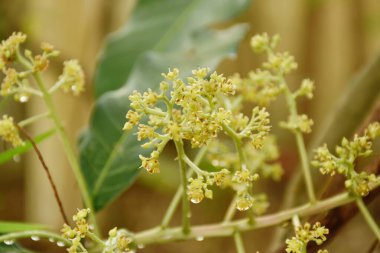 Mango çiçeği ağaçların tepesinde açar ve yazın bahçede meyve olması için yağmurun yağmasını bekler