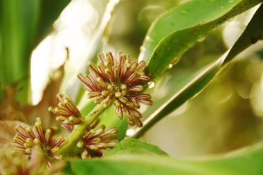 cape of good hope or Dracaena flower blooming on branch in garden