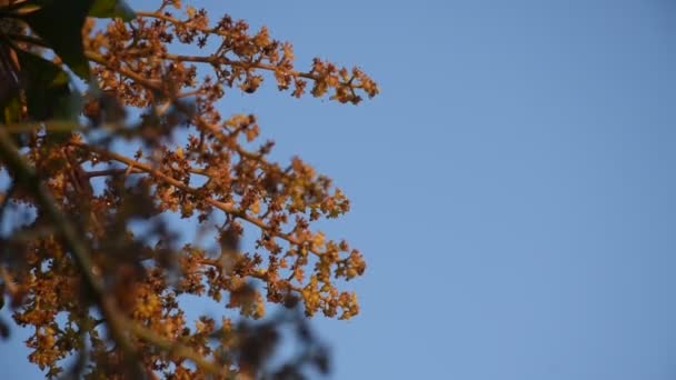 Цветок Манго Цветет Вершине Деревьев Ждет Летом Саду Вырастут Фрукты — стоковое видео