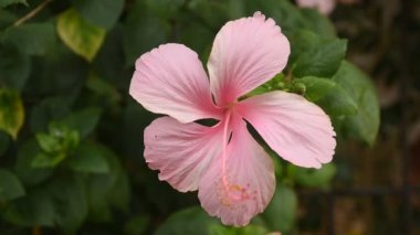 Hibiscus pembe çiçeği ya da Çin gülü.