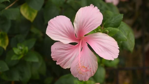 Hibiscus Pink Flower Chinese Rose Blooming Branch Garden Summer Day — Stock Video