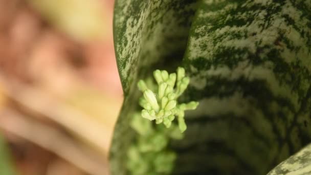 Lengua Suegra Flor Planta Serpiente Que Florece Jardín — Vídeos de Stock