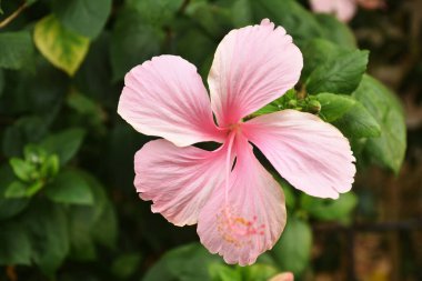 Hibiscus pembe çiçeği ya da Çin gülü.