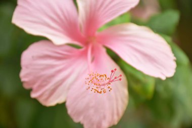 Hibiscus pembe çiçeği ya da Çin gülü.