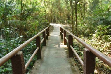 ahşap köprüden mangrov orman küçük kanalda