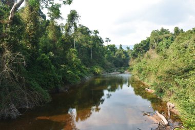 mangrov orman bulut ve gökyüzünün yansıması ile üzerinden akan Kanal