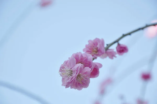 Pruimenbloesem Bloeien Van Tak Het Park Japan — Stockfoto