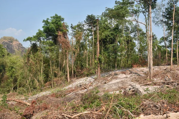 Řezání Dřeva Dřeva Problém Odlesňování Celém Světě — Stock fotografie