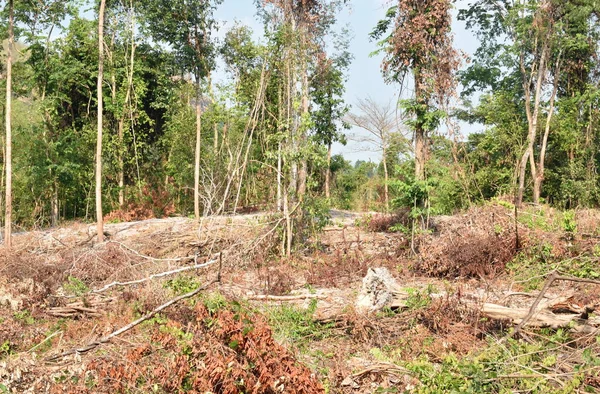 森林破壊の問題で伐採された木材や木は — ストック写真