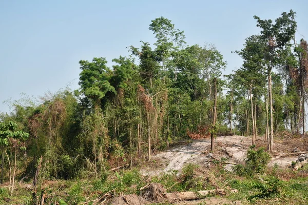 森林破壊の問題で伐採された木材や木は — ストック写真