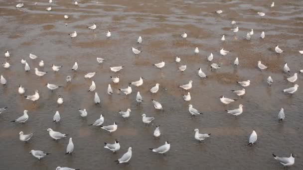 Seagull Flying Feeding Food Sea Bang Poo Travel Location Thailand — Stock Video