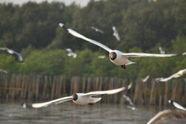 Martı, Tayland 'da Bang Poo' da yiyecek bulmak için denize uçuyor. 
