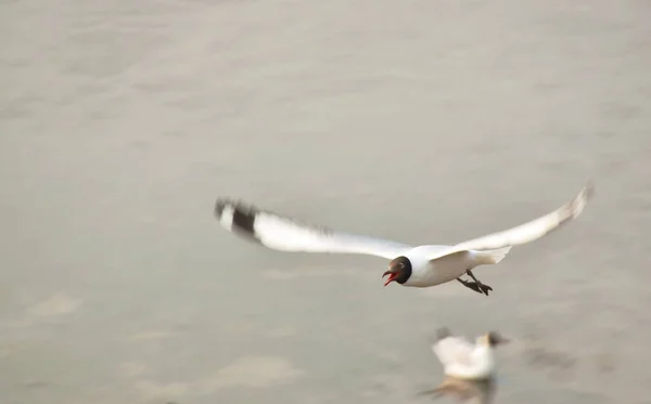 Burung Camar Terbang Untuk Memberi Makan Laut Lokasi Perjalanan Bang — Stok Foto
