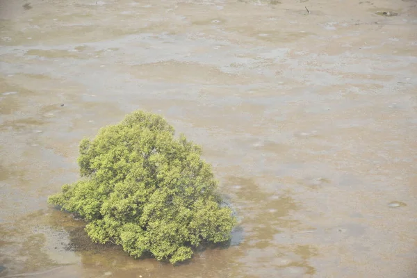 Mangrove Erdő Védelme Strand Thaiföldön — Stock Fotó