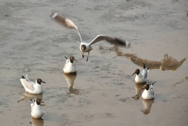 장소에서 바다에서 먹이를 날아가는 갈매기 — 스톡 사진