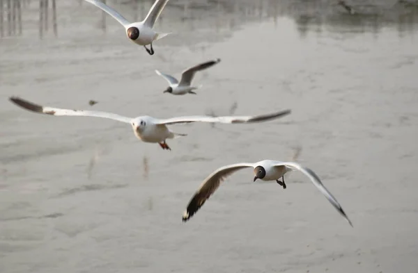 Måsen Flyger Till Utfodring Mat Havet Bang Bajs Resa Plats — Stockfoto
