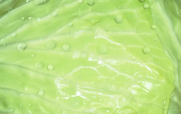 Friss Káposzta Zöldség Saláta Cseppnyi Víz Elrendezése Fehér Alapon — Stock Fotó