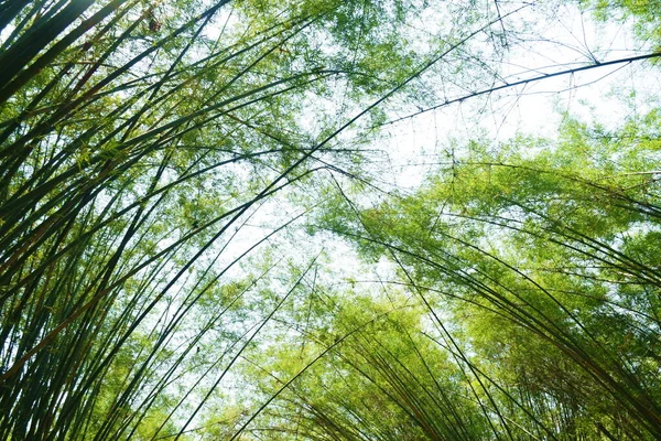 Тоннель Бамбуковых Деревьев Ват Чулабхорн Ванарама Место Путешествий Таиланде — стоковое фото