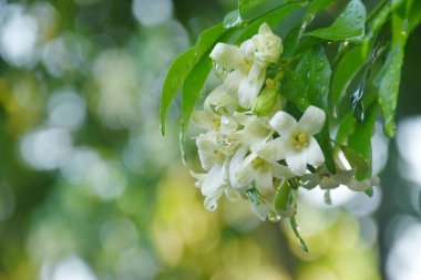Turuncu yasemin kokulu tropikal çiçek yağmurdan sonra bir damla suyla daldan çiçek açıyor.