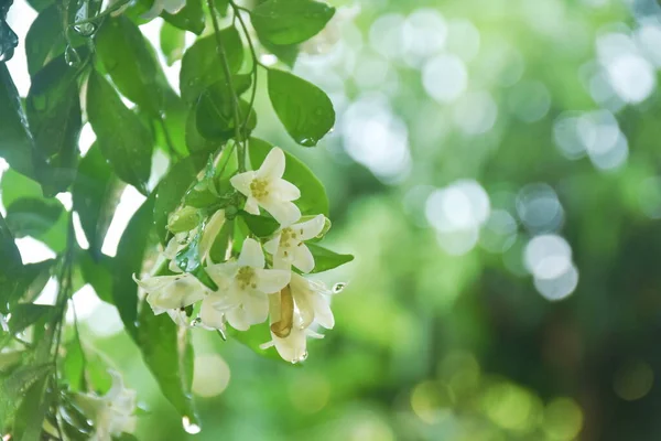 Laranja Jasmim Flor Tropical Perfumada Noite Florescendo Ramo Com Gota — Fotografia de Stock