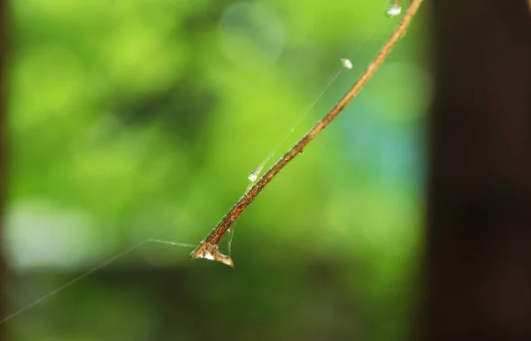 Крапля Води Гілці Павутинною Сіткою Після Дощу Саду — стокове фото
