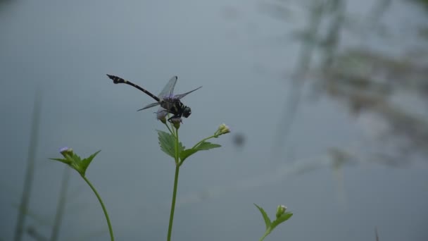 Μαύρη Λιβελούλα Κρέμεται Λουλούδι Στον Κήπο Δίπλα Στο Ποτάμι Του — Αρχείο Βίντεο