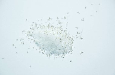 Beyaz arka planda yuvalanmak için şeker besleyen ve taşıyan kırmızı karıncalar