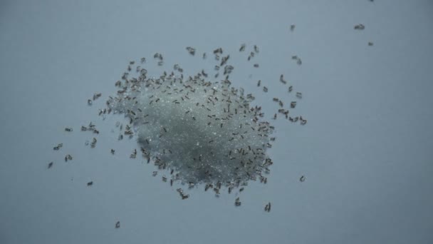 Formigas Vermelhas Alimentando Levar Açúcar Para Ninho Fundo Branco — Vídeo de Stock