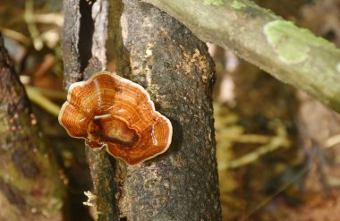 Microporus xanthopus mantarı. Tayland 'daki Chet Kod şelalesinde yağmur mevsimi için ağaç gövdesinde yetişiyor. 