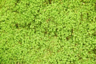 Tayland 'da Jetkod-Pongkonsao' da ormanda yosun yetişir.