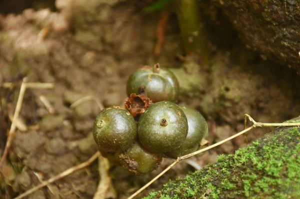 Amomum Koenigii Pianta Erbacea Tropicale Crescono Nella Foresta Cascata Chet — Foto Stock