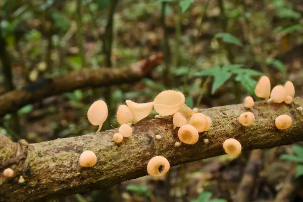 タイのチェットコッド滝の木のトランクの雨季のための真菌カップのキノコの成長 — ストック写真