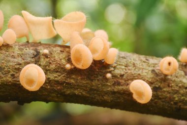 Yağmur mevsimi için mantar kabı büyümesi. Tayland 'da Chet Kod şelalesinde ağaç gövdesinde. 