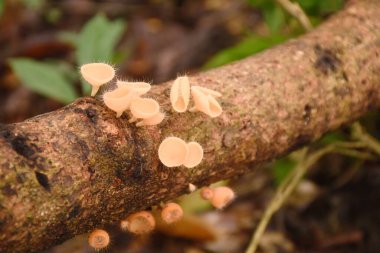 Yağmur mevsimi için mantar kabı büyümesi. Tayland 'da Chet Kod şelalesinde ağaç gövdesinde. 